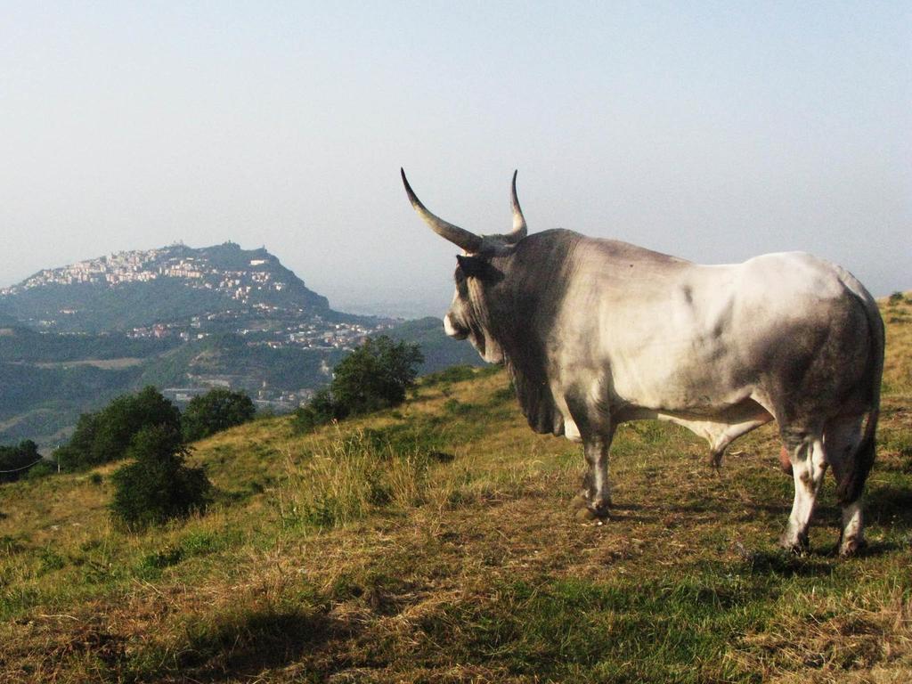 Fattoria Bio L'a Ceccoli