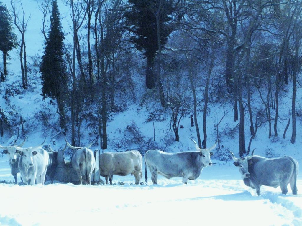 Fattoria Bio L'a Ceccoli * Sasso Feltrio