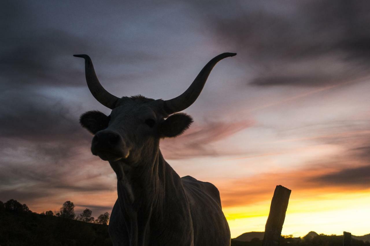 Fattoria Bio L'a Ceccoli *